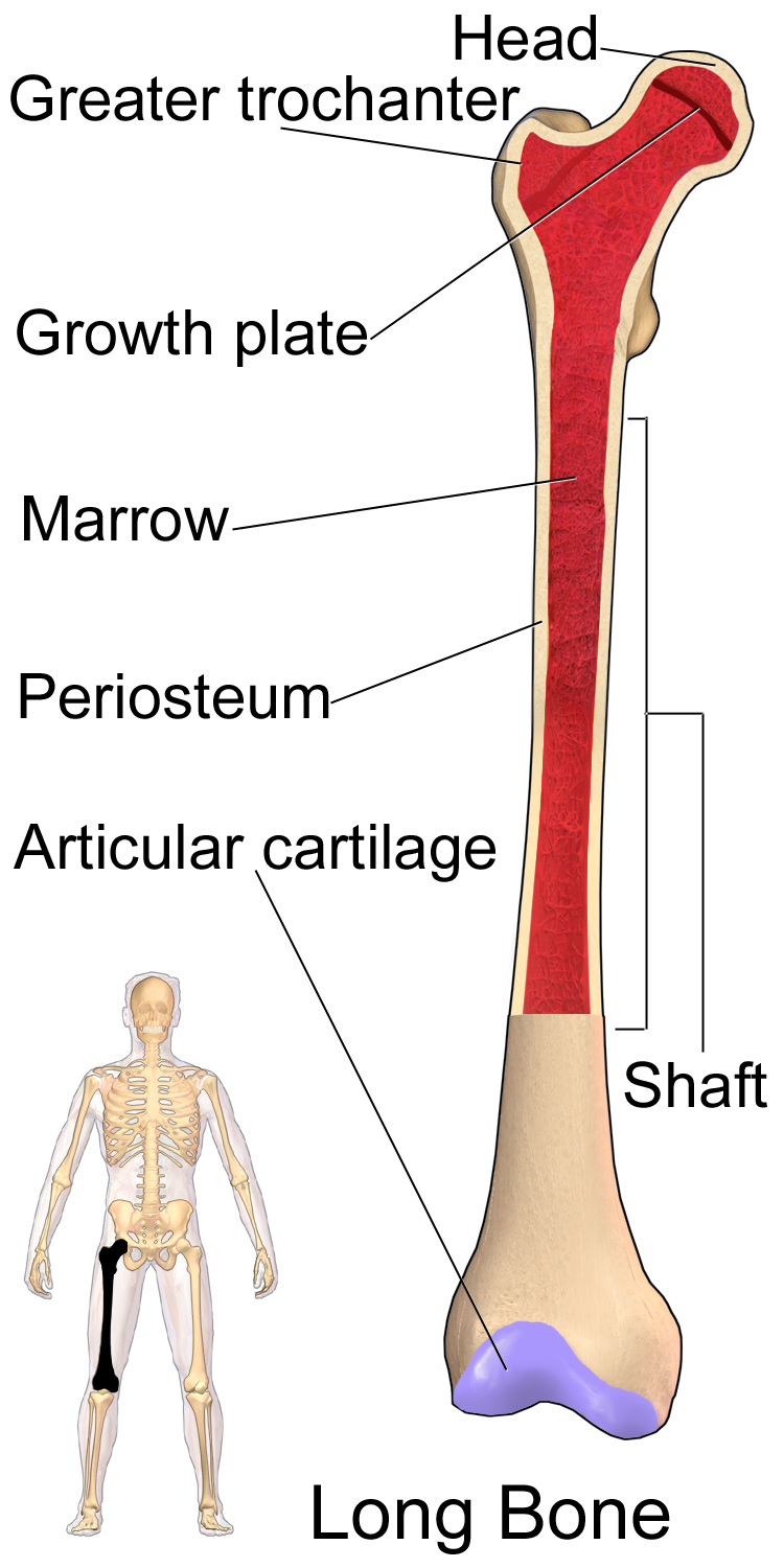 An anatomical diagram of a human femur. Just as a paleontologist anchors their theories about a creature's movement on the explicit physical features of a bone, a reader must anchor their inferential interpretations on the explicitly stated facts within an informational text.