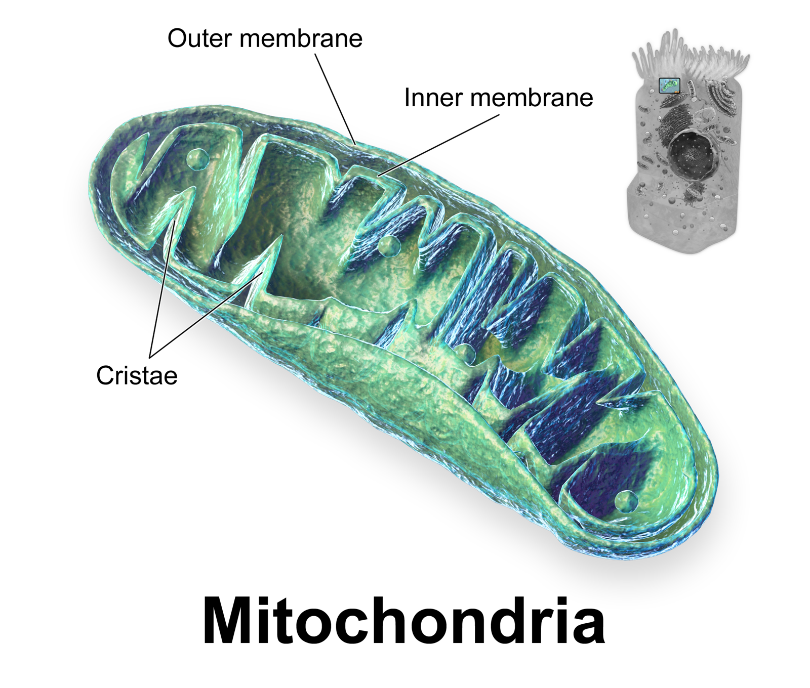 The mitochondrion features an outer membrane and an inner membrane folded into cristae to maximize surface area for ATP production.