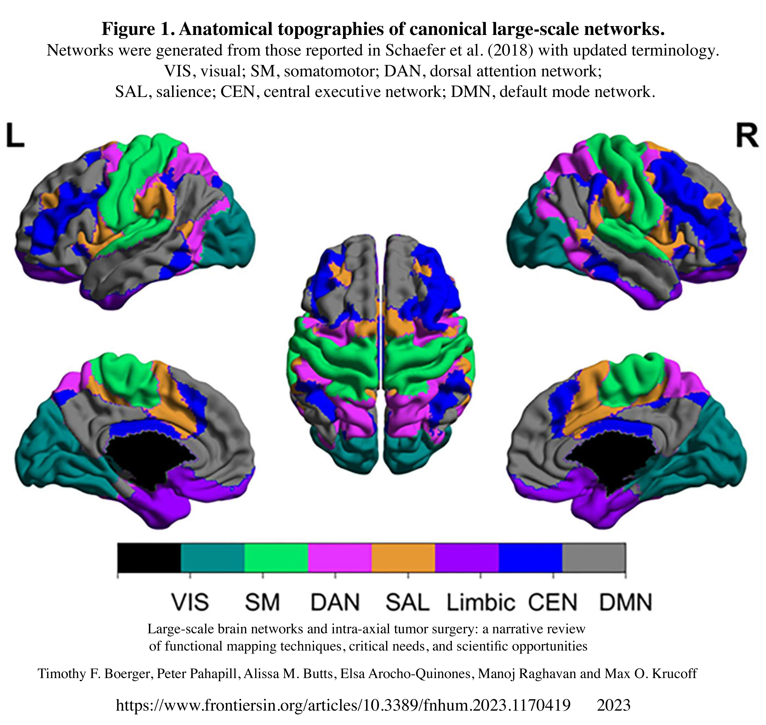 Anatomical topographies of canonical large-scale brain networks, illustrating the neurological architecture that Universal Design for Learning aims to engage.