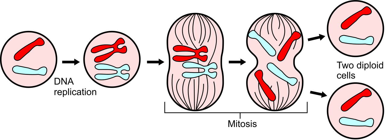 The stages of mitosis, detailing how a single parent cell duplicates and separates its chromosomes to form two genetically identical daughter cells.