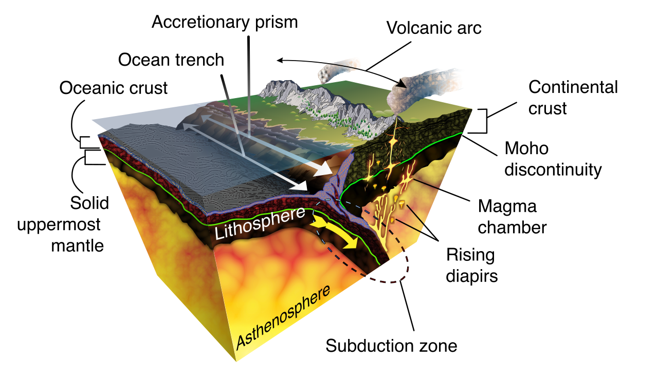 A cross-section of a subduction zone. As the denser oceanic plate dives beneath the continental plate, it drags the seafloor down to form a deep oceanic trench.
