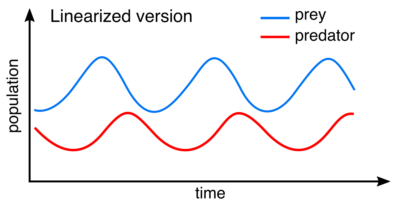 The Lotka-Volterra model of coupled cyclical oscillations. Notice how the peaks and troughs of the predator population consistently lag behind the shifts in the prey population.
