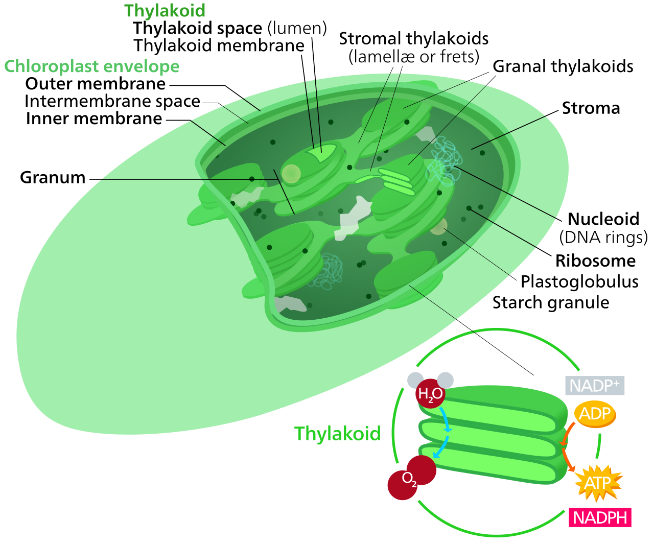 The internal architecture of a chloroplast, featuring stacks of thylakoid discs (grana) surrounded by the aqueous stroma. The geography dictates where light-dependent and light-independent reactions occur.