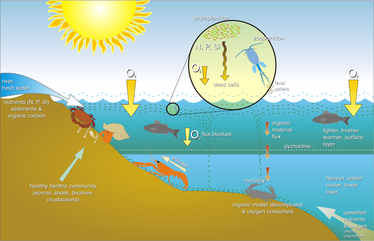 Diagram illustrating the chain reaction of nutrient pollution: agricultural runoff introduces excess nutrients into water systems, triggering algal blooms that eventually deplete dissolved oxygen and cause aquatic die-offs.