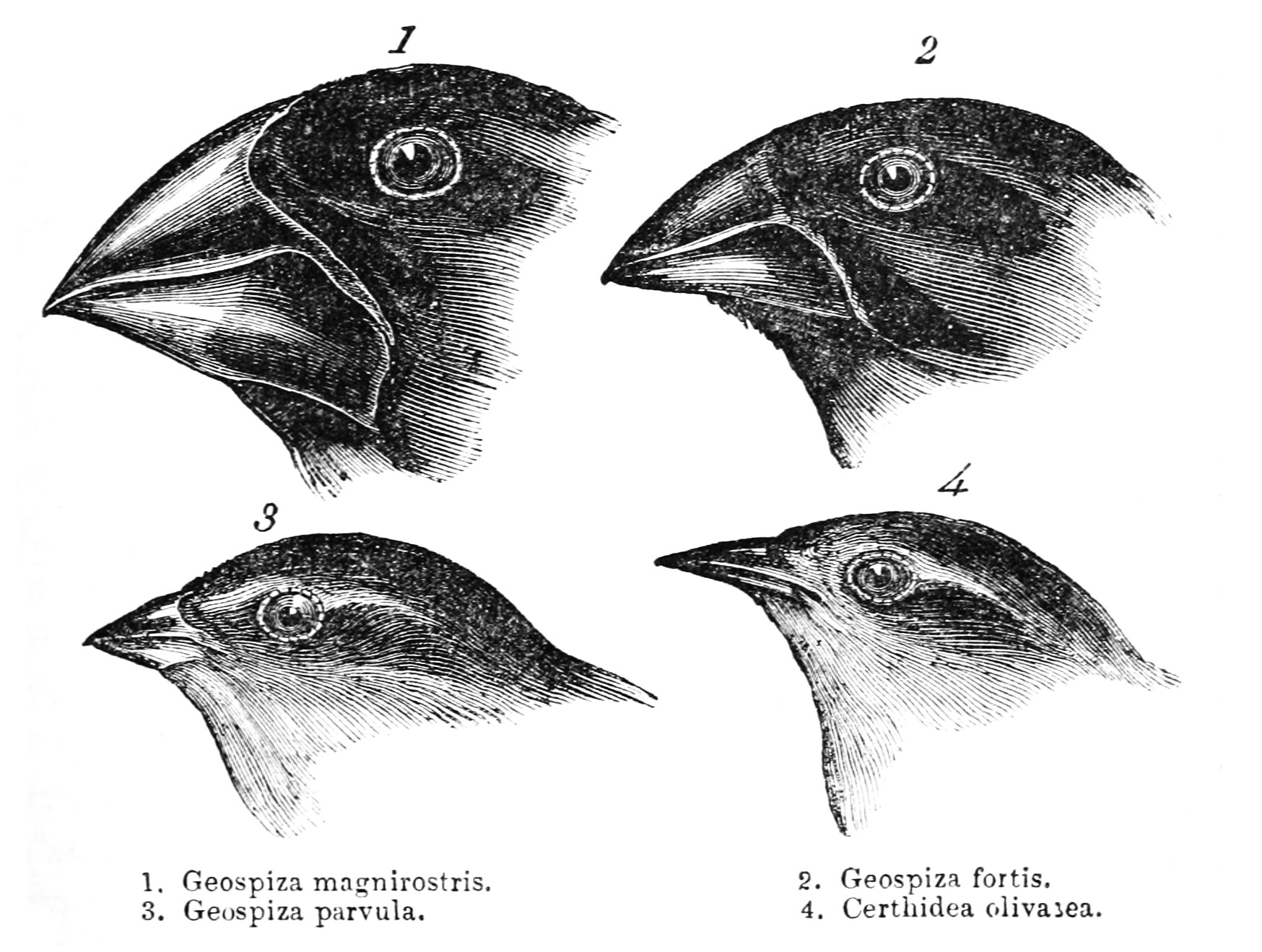 John Gould's 19th-century illustration of Darwin's finches. Darwin's systematic observations of varying beak structures provided crucial qualitative data for the theory of natural selection.