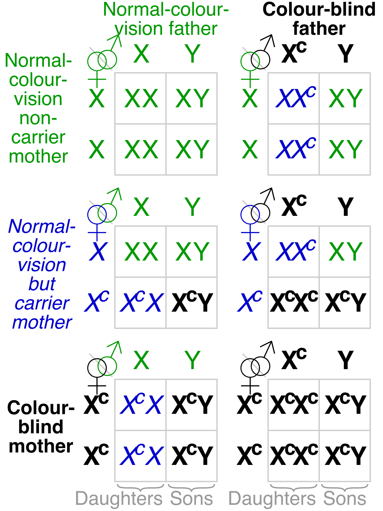 A Punnett square tracing a sex-linked recessive trait. Because males possess only one X chromosome, they express any recessive allele located on it without a dominant backup to mask it.