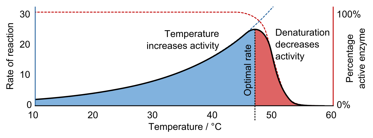 The effect of temperature on enzyme kinetics. Reaction rates increase with temperature due to higher kinetic energy, but plummet dramatically once the optimal temperature is exceeded and thermal denaturation destroys the active site.