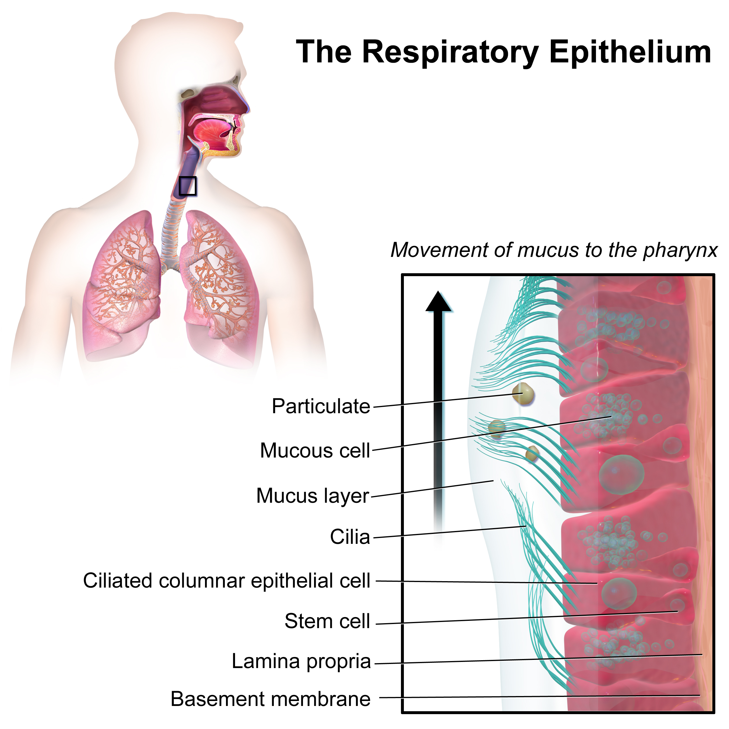An illustration of motile cilia on the respiratory epithelium. In older adults, the sluggish movement of these microscopic hair-like structures severely limits the lungs' ability to clear mucus and trapped pathogens, increasing susceptibility to respiratory infections.