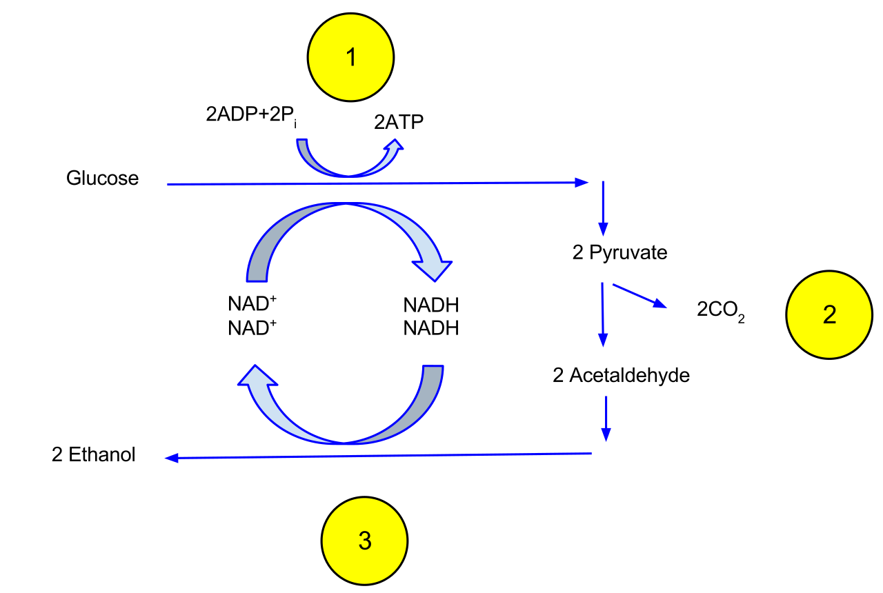 In alcoholic fermentation, pyruvate is first decarboxylated into acetaldehyde, releasing CO2. Acetaldehyde is then reduced to ethanol, successfully oxidizing NADH back to NAD+ to keep glycolysis running.