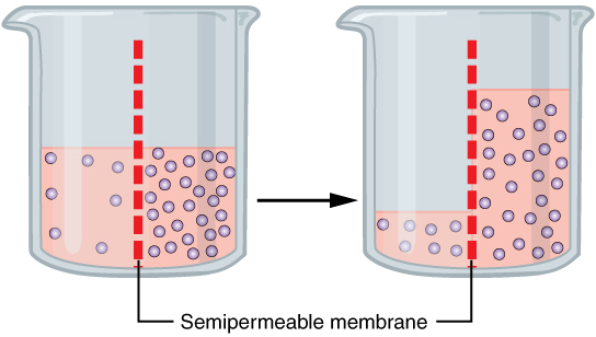 Osmosis drives the movement of fluid across the semipermeable intestinal membrane. The tonicity of an enema solution determines whether fluid shifts into the bowel or into the interstitial space.