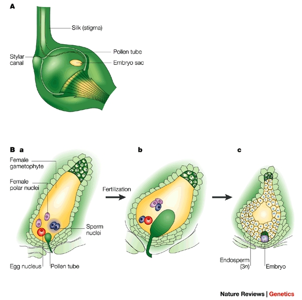 Double fertilization in angiosperms: one sperm cell fertilizes the egg to form the embryonic zygote, while the second fuses with polar nuclei to create the nutrient-rich endosperm.
