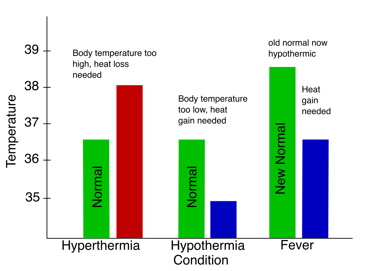 A conceptual graph illustrating the shift in the body's thermoregulatory set point during a fever, an example of physiological information that clinicians must organize and interpret.
