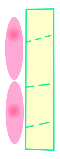 Diagram of phloem tissue demonstrating the relationship between a supportive, nucleated companion cell and the conducting, enucleated sieve-tube element it maintains.