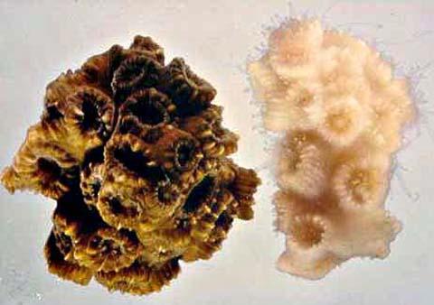 A valid inference often represents the final, unstated step in an argumentative chain, such as deducing that a bleached coral reef (pictured right) will ultimately lead to reduced fishery harvests.