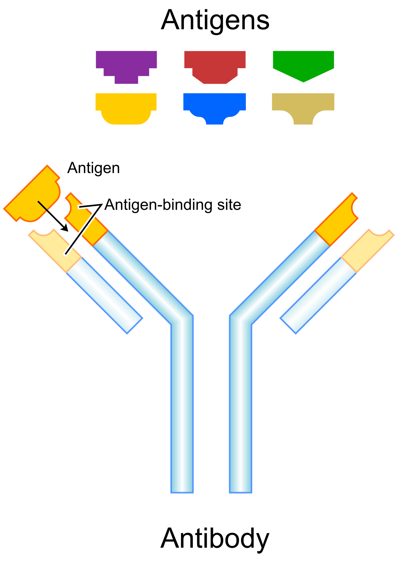 Antibodies bind to specific antigens on pathogens, neutralizing them or marking them for destruction by other immune cells.