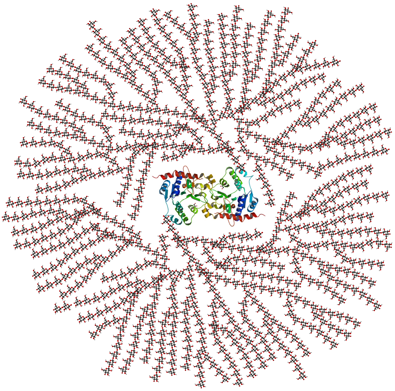 Schematic representation of glycogen, illustrating its highly branched polymer structure used for rapid energy deployment in animal cells.