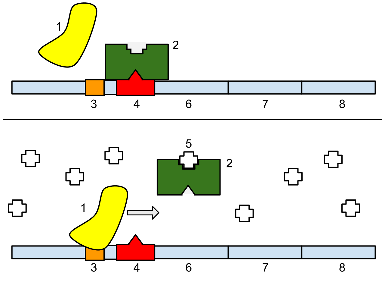 The lac operon functions as an inducible logic gate. It remains repressed (top) until lactose is present to bind and inhibit the repressor protein, allowing RNA polymerase to transcribe the necessary digestive enzymes (bottom).