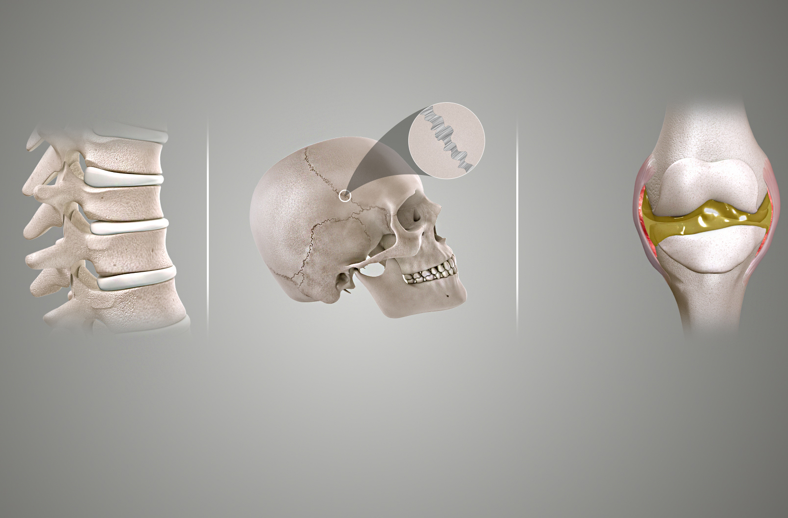 Structural classification of human joints categorized by their connective tissues: immovable fibrous joints, slightly movable cartilaginous joints, and highly mobile fluid-lubricated synovial joints.