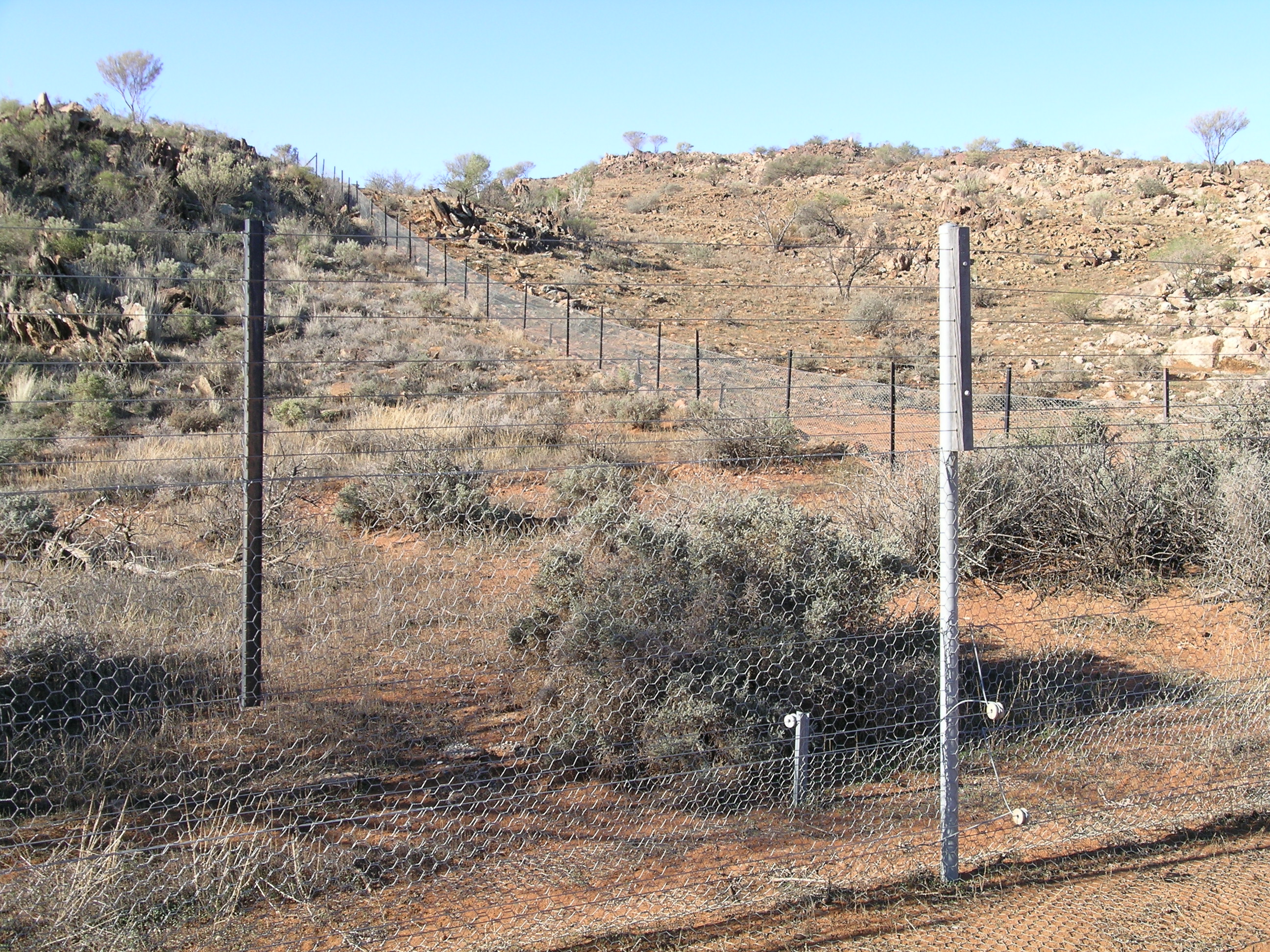An overgrazed landscape where the loss of protective native flora leaves the topsoil highly vulnerable to wind and water erosion, accelerating desertification.