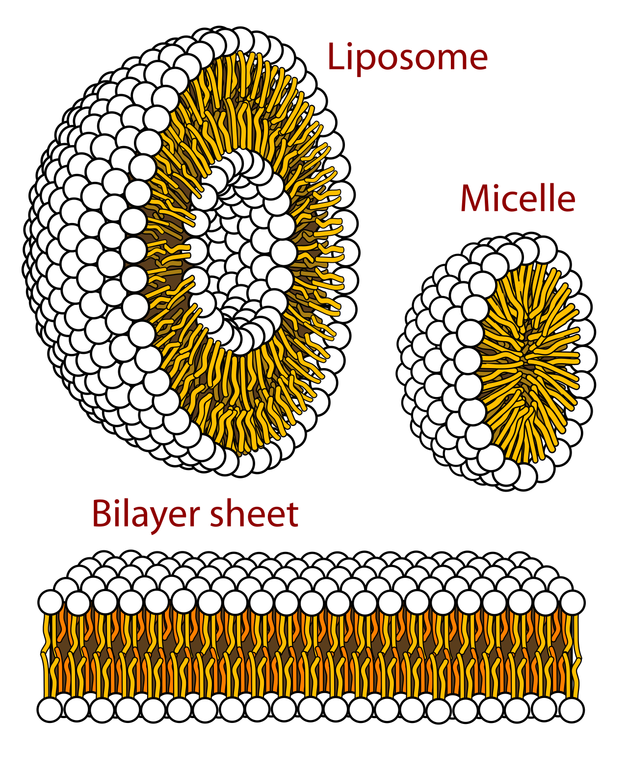 Because phospholipids are amphipathic—containing both hydrophilic heads and hydrophobic tails—they spontaneously self-assemble in water to form structures like micelles and the lipid bilayers that comprise all cell membranes.