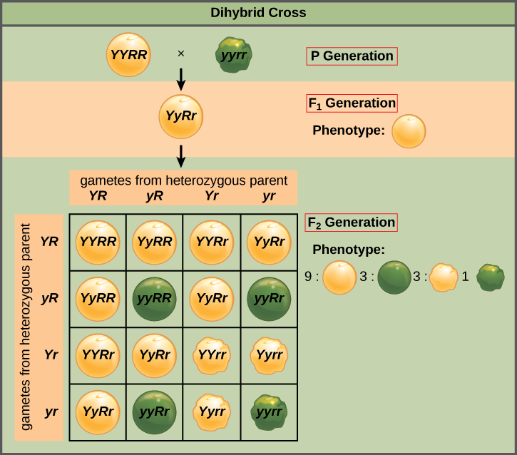 A Punnett square demonstrating Mendel's Law of Independent Assortment. The predictable 9:3:3:1 phenotypic ratio in a dihybrid cross is a scientific law because it mathematically describes what happens under specific conditions, rather than explaining the underlying biological mechanisms.