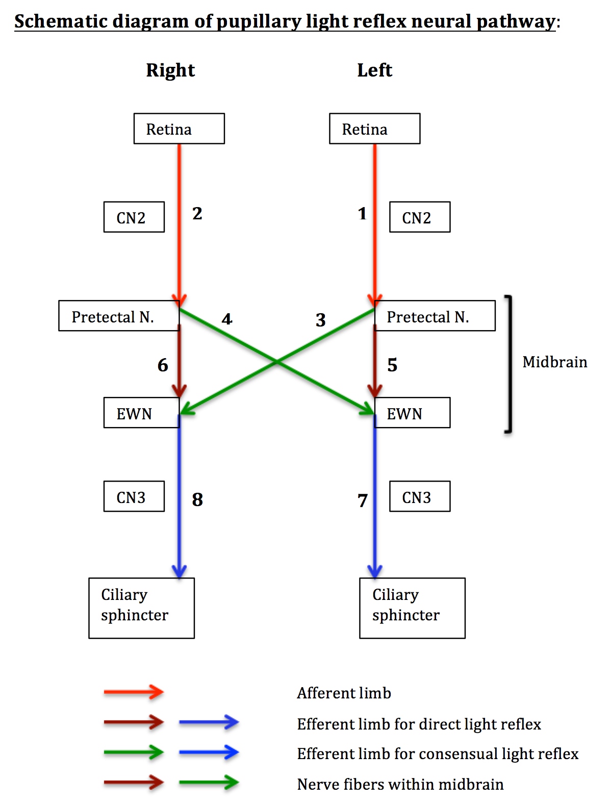The pupillary light reflex neural pathway involves cranial nerves around the brainstem, which is why sluggish or asymmetrical pupils indicate neurologic compromise.
