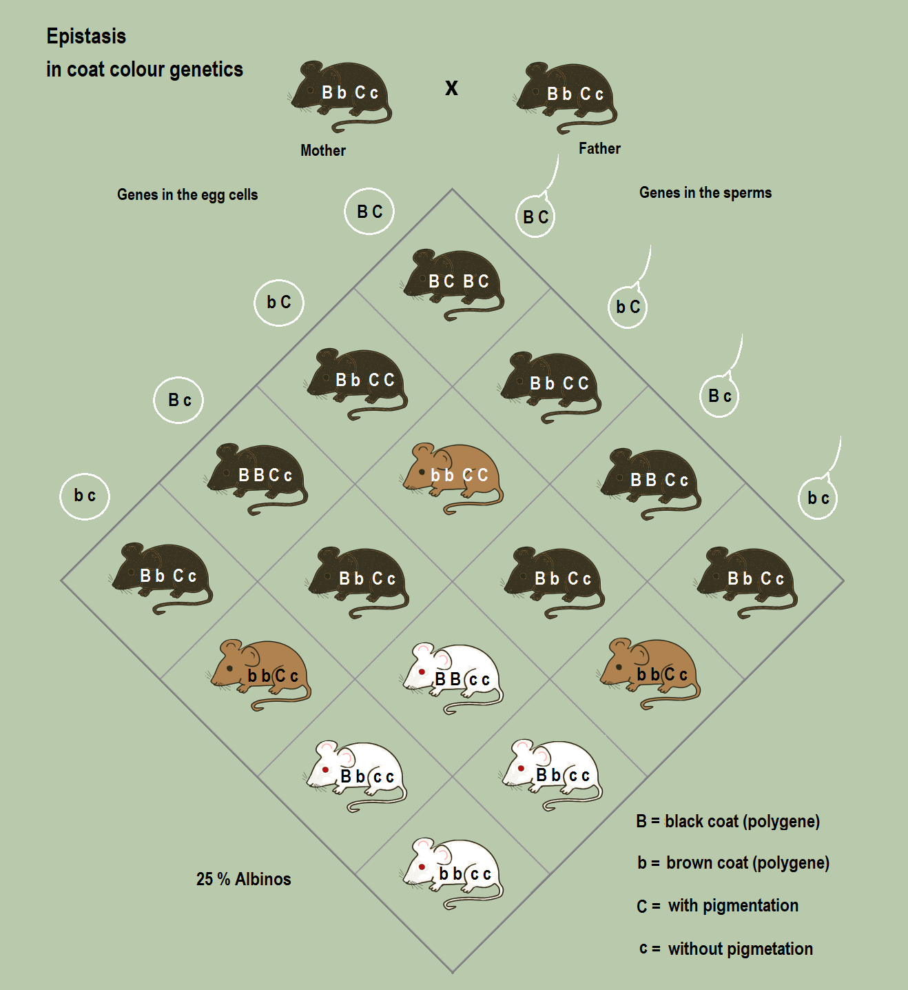 An example of epistasis in mammalian coat color, where the genotype responsible for pigment suppression completely masks the phenotypic expression of other color-coding alleles.