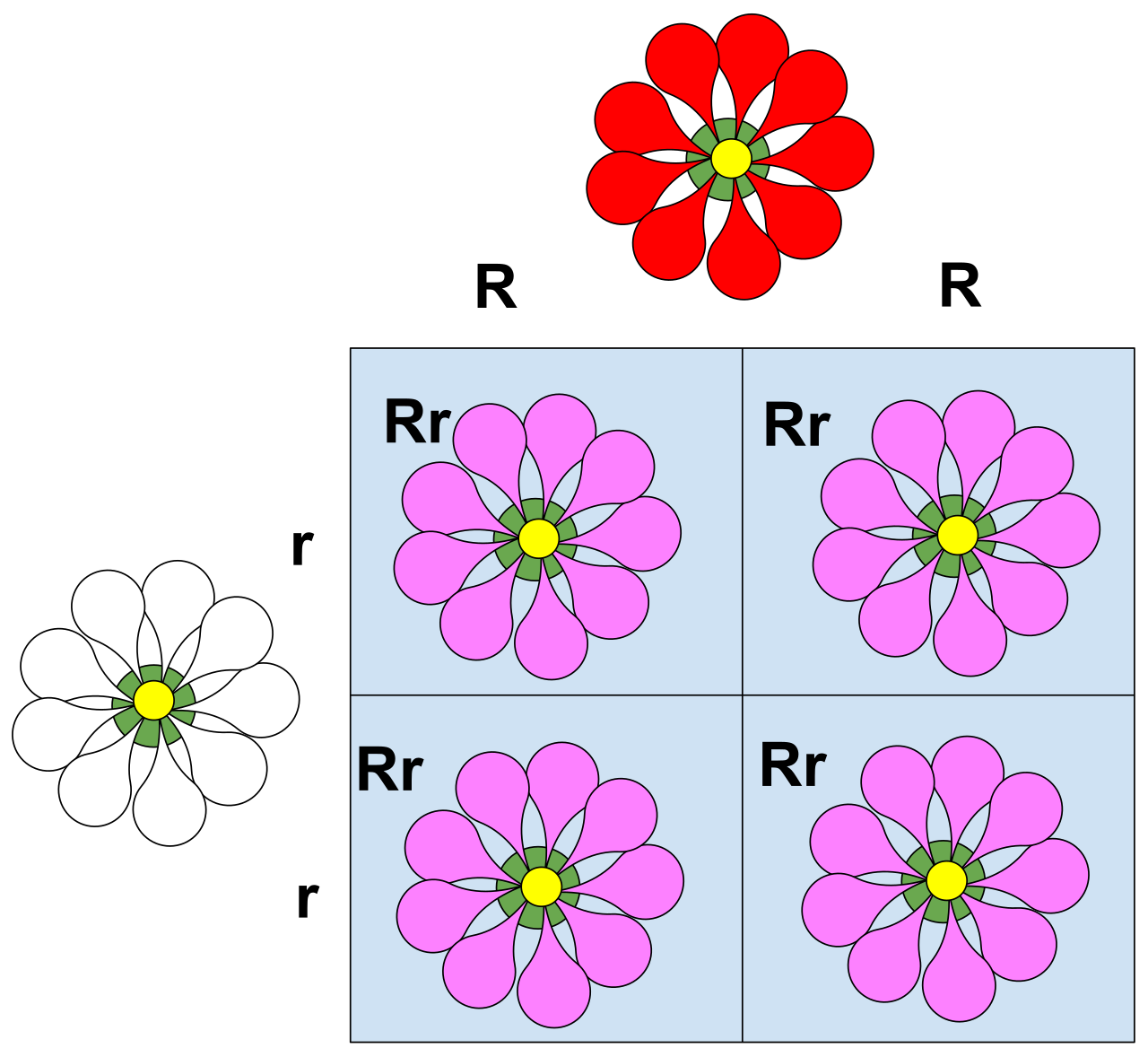 A Punnett square demonstrating incomplete dominance. Heterozygous offspring express an intermediate phenotype rather than completely masking the recessive allele.