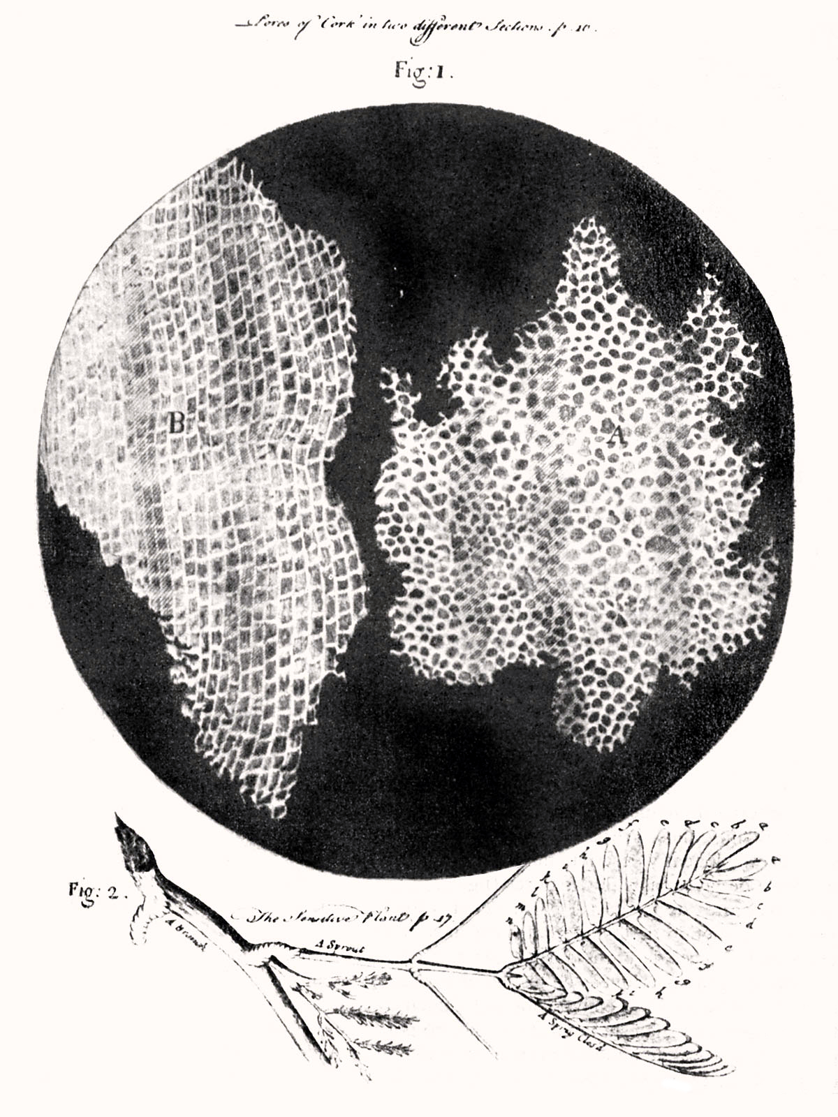 Robert Hooke's 1665 drawing of cork cells. The engineering of early lenses directly enabled the scientific discovery of cellular biology.