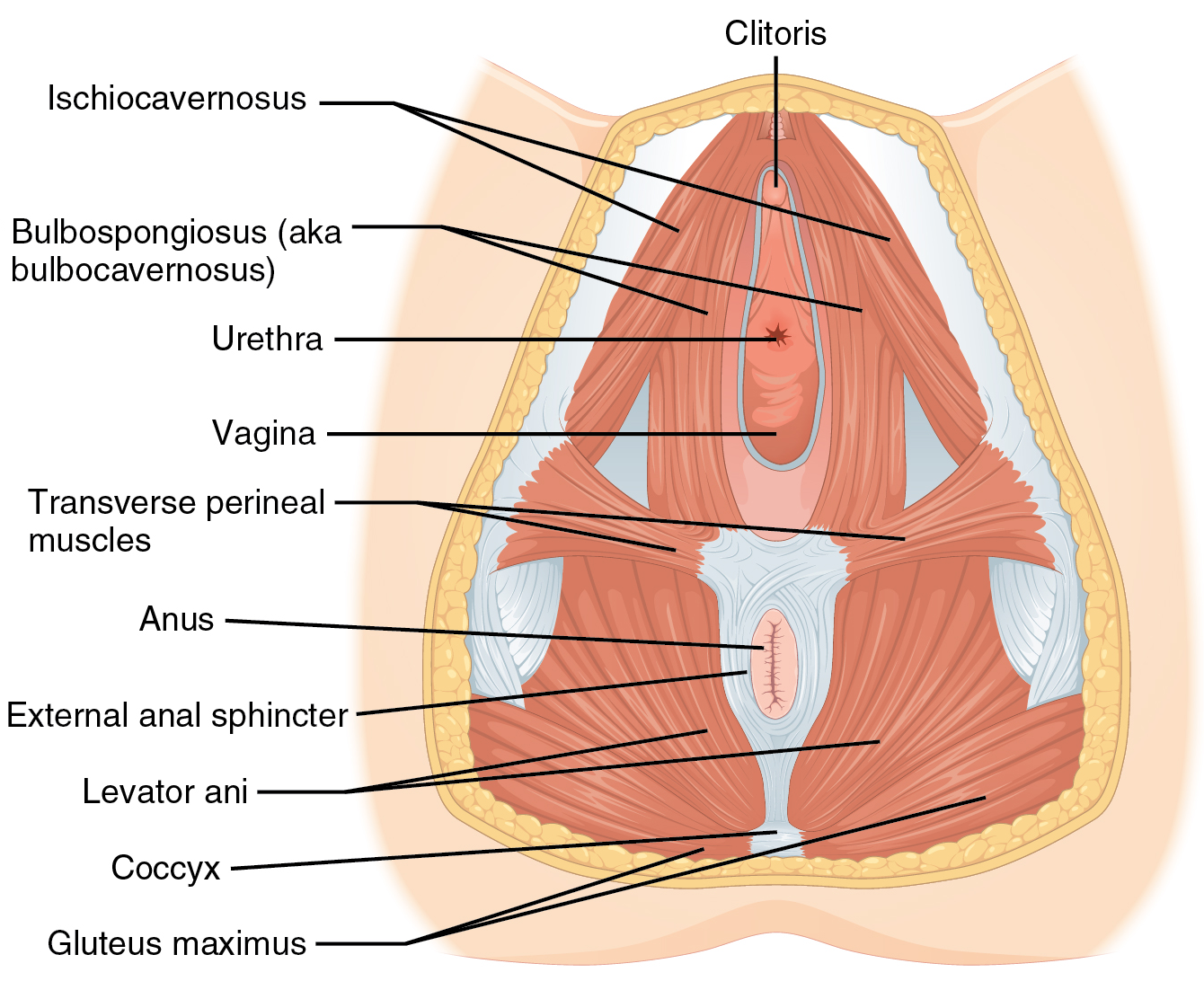Anatomy of the female pelvic floor. Kegel exercises strengthen the pubococcygeus muscle to provide mechanical support to the urethra and manage stress urinary incontinence.