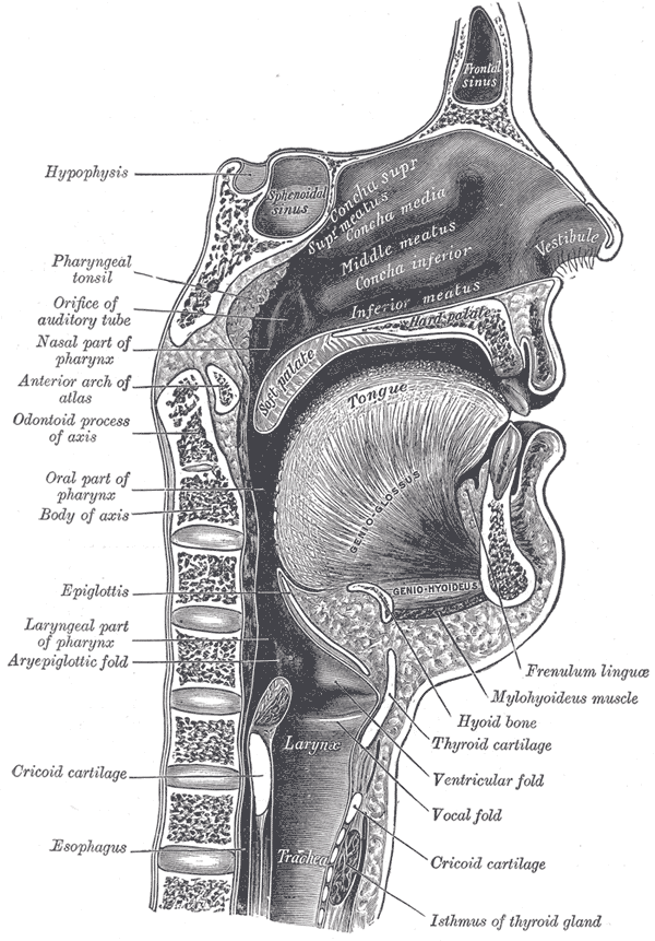 A sagittal view of the mouth and pharynx illustrates the shared anatomical structures used for both expressive speech and swallowing, explaining why Speech-Language Pathologists treat dysphagia.
