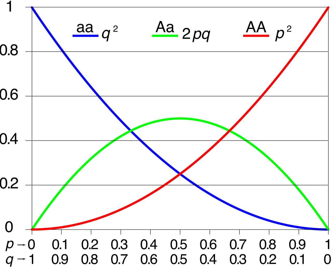 A graphical representation of the Hardy-Weinberg mathematical model. By charting expected genotype frequencies against allele frequencies, researchers can mathematically predict and detect when evolutionary forces are actively altering a population.
