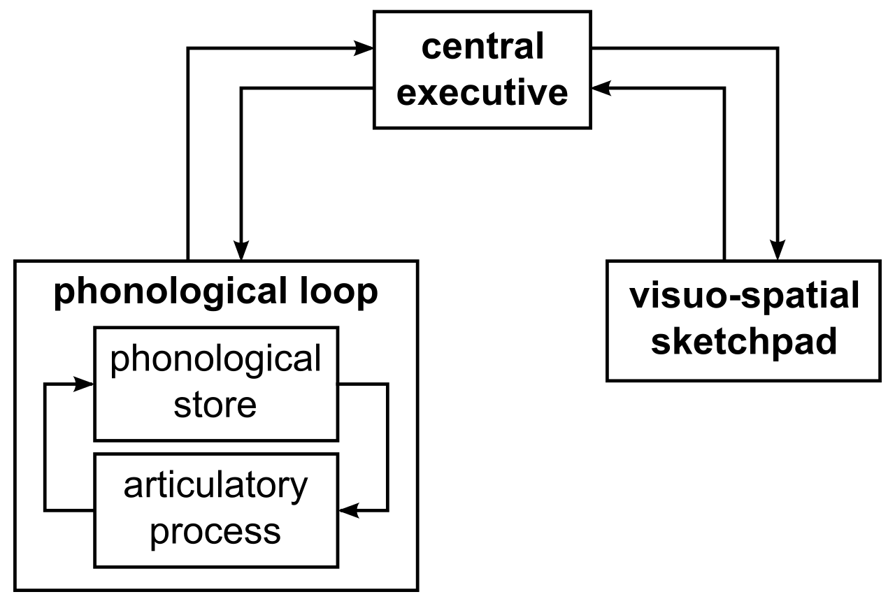 Baddeley and Hitch's model illustrates the architectural limits of working memory, demonstrating why techniques like chunking are necessary to prevent cognitive overload during instruction.