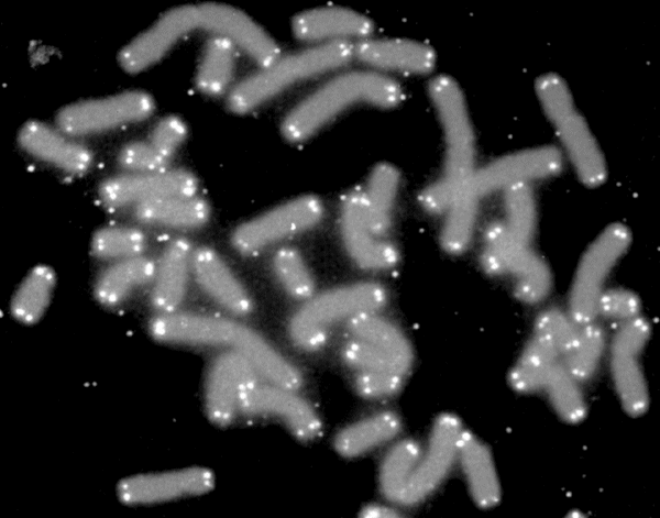 Fluorescent visualization of human chromosomes with their extreme ends capped by telomeres (shown in white), which protect the coding DNA sequences from degradation.