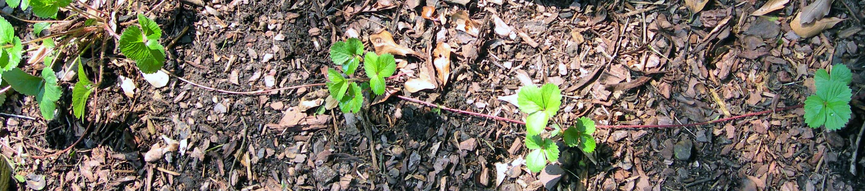 Many plants, such as strawberries, can reproduce vegetatively by extending stolons (runners) to clone themselves, bypassing the need for seeds.
