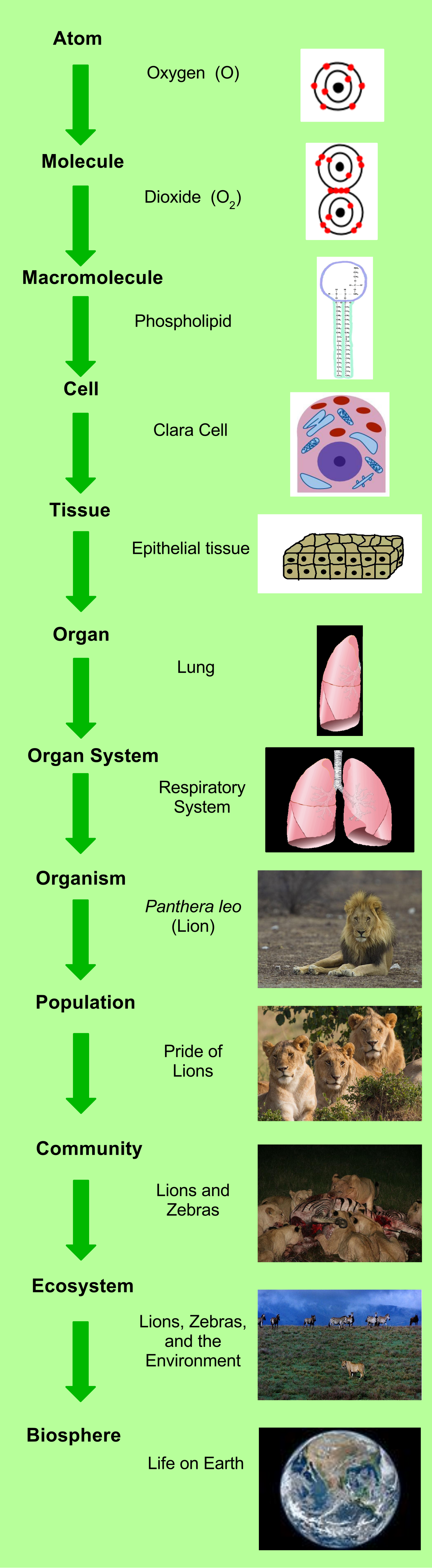 Diagram illustrating the biological levels of organization, from the fundamental building blocks of matter up to the complete, interconnected biosphere.