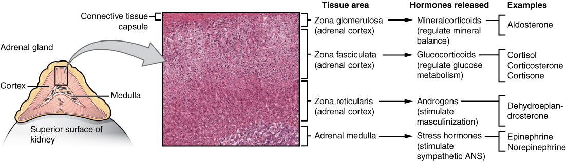The adrenal glands sit atop the kidneys and are structurally divided into an outer cortex (secreting steroid hormones like cortisol and aldosterone) and an inner medulla (secreting catecholamines like epinephrine).