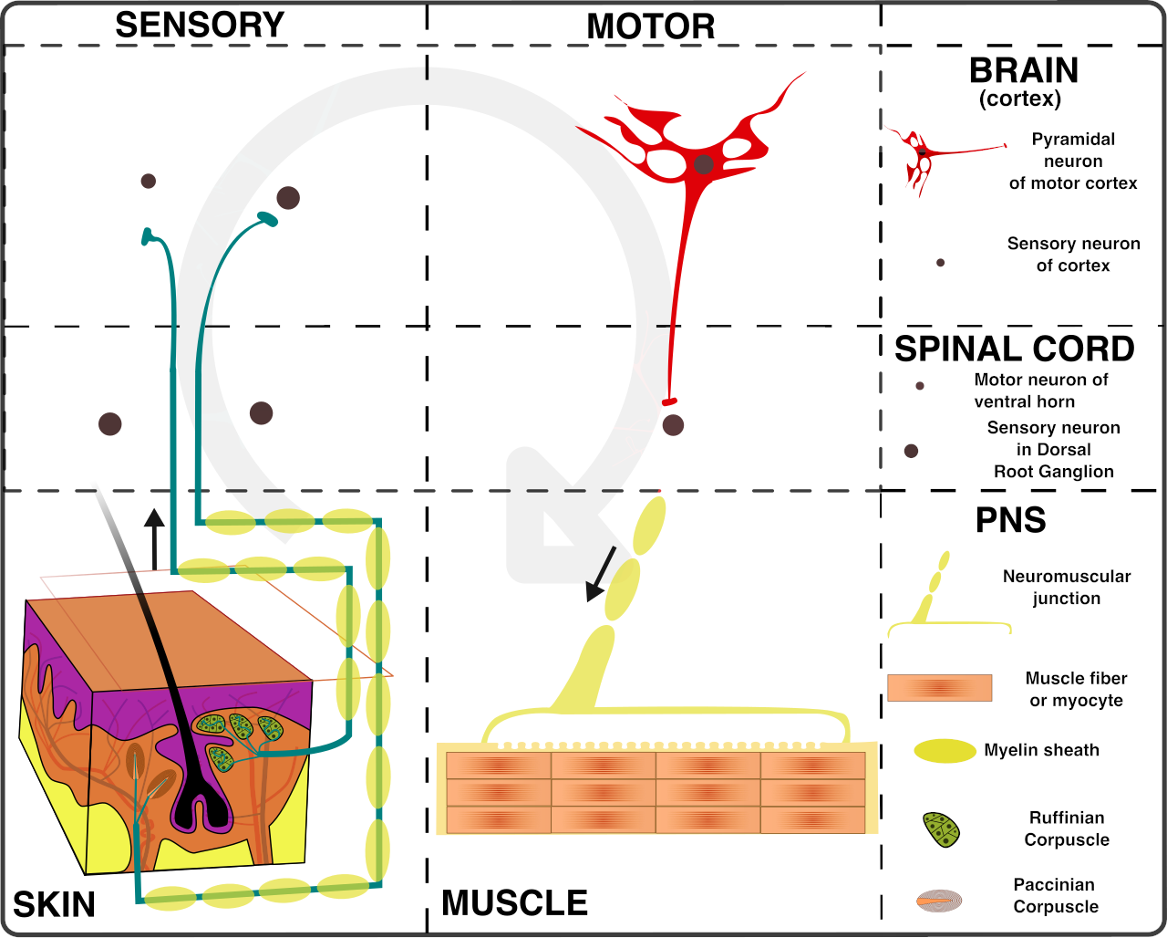 Project artifacts function similarly to a biological nervous system, relaying vital sensory data and executing commands between the central project management "brain" and the peripheral team members.