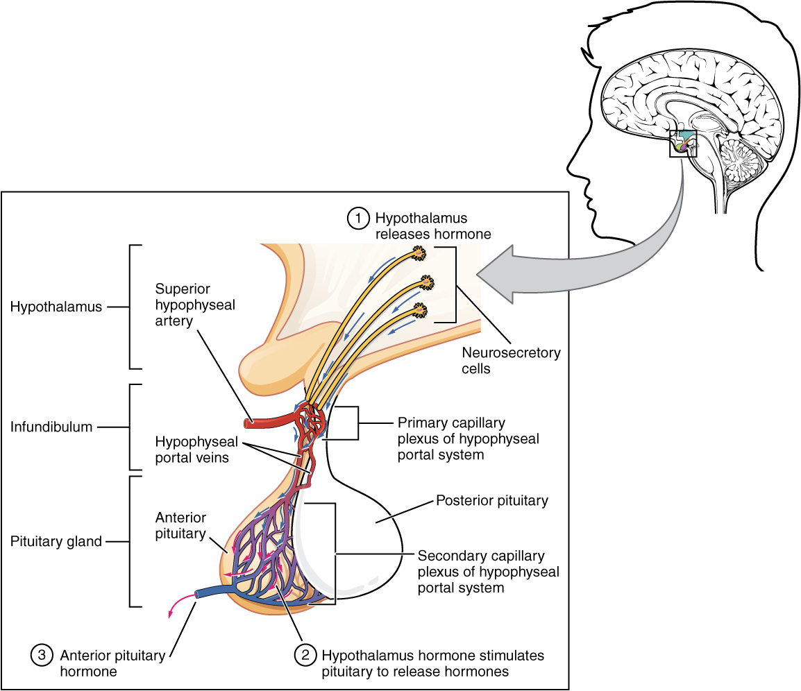 Anatomy of the anterior pituitary gland complex. The hypothalamus releases specific signaling hormones into a portal capillary system, which then dictate the synthetic and secretory activity of the anterior pituitary.