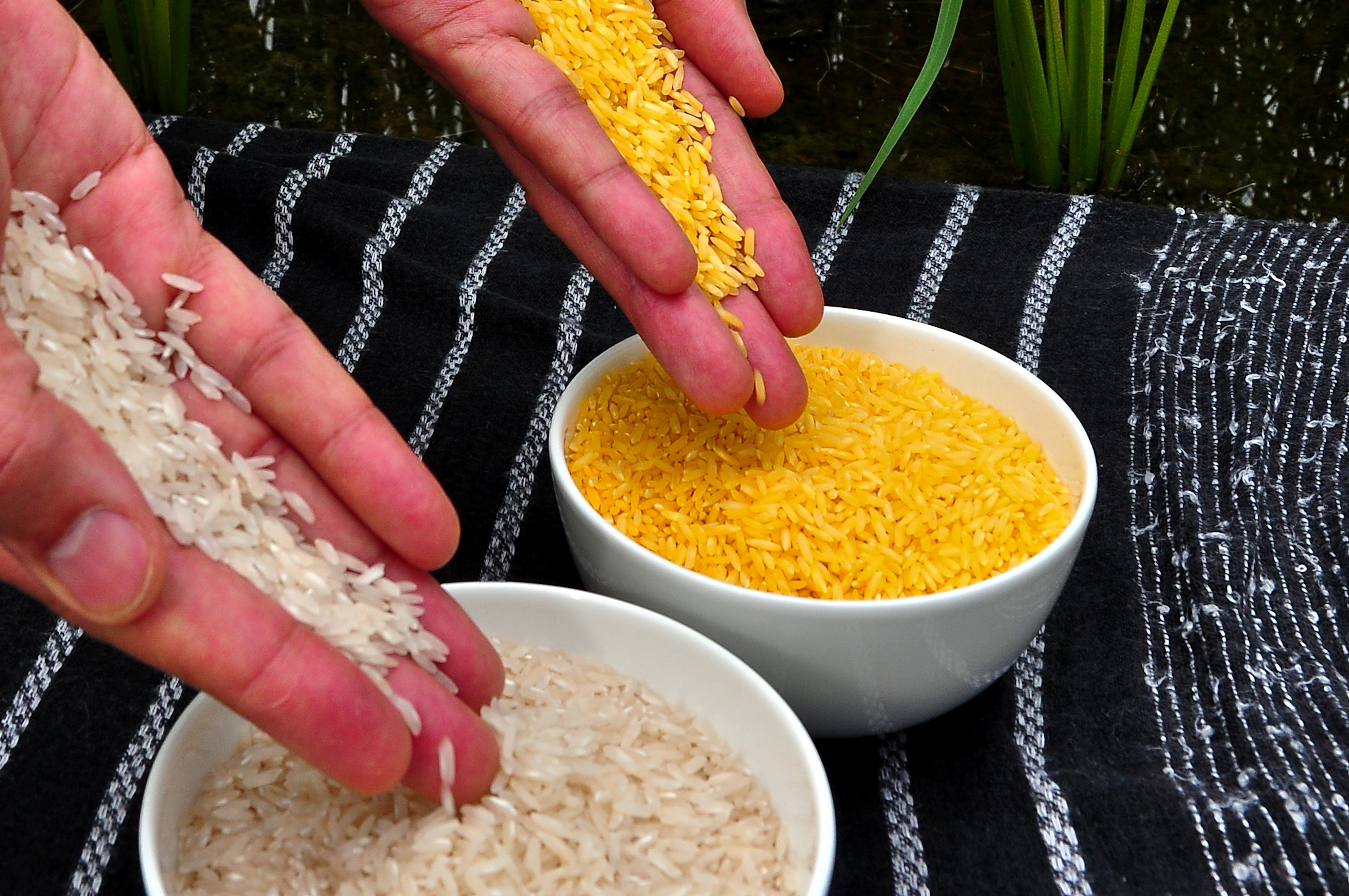 Golden Rice is genetically engineered to produce beta-carotene, giving it a distinctive yellow hue and providing a vital metabolic precursor to Vitamin A.