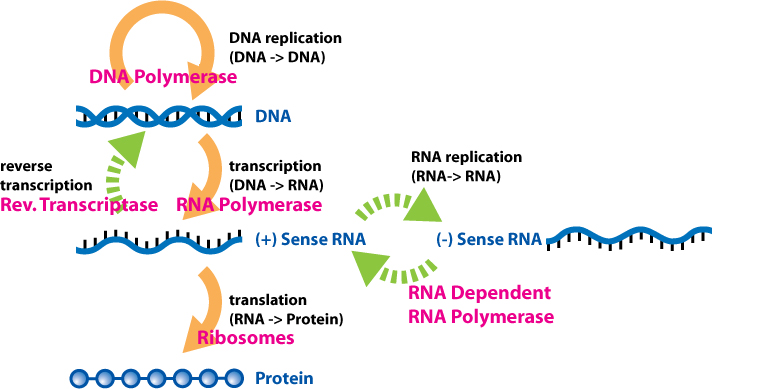 The Central Dogma of molecular biology illustrating the standard flow of genetic information from DNA replication to transcription and translation.