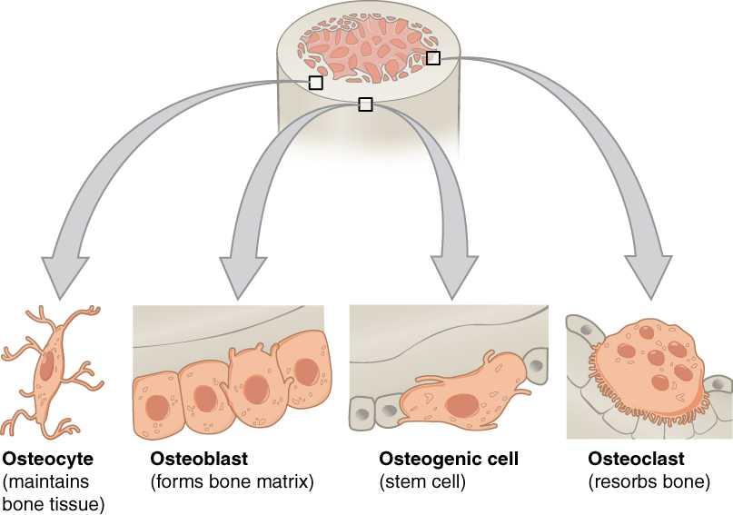 The cellular workforce of bone tissue remodeling: osteoblasts build new bone matrix, osteoclasts break down and resorb existing tissue, and mature trapped osteocytes maintain the overall mineral structure.