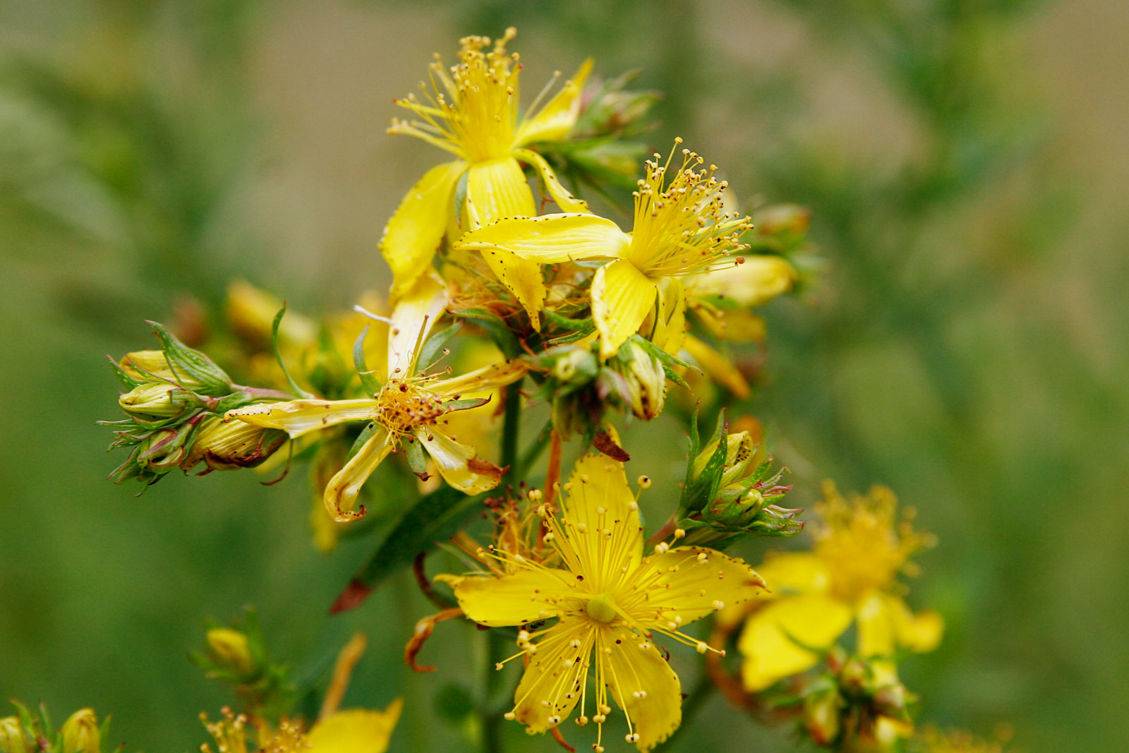 St. John's Wort is a popular botanical supplement that can cause dangerous contraindications and drug interactions, particularly with prescribed antidepressants.