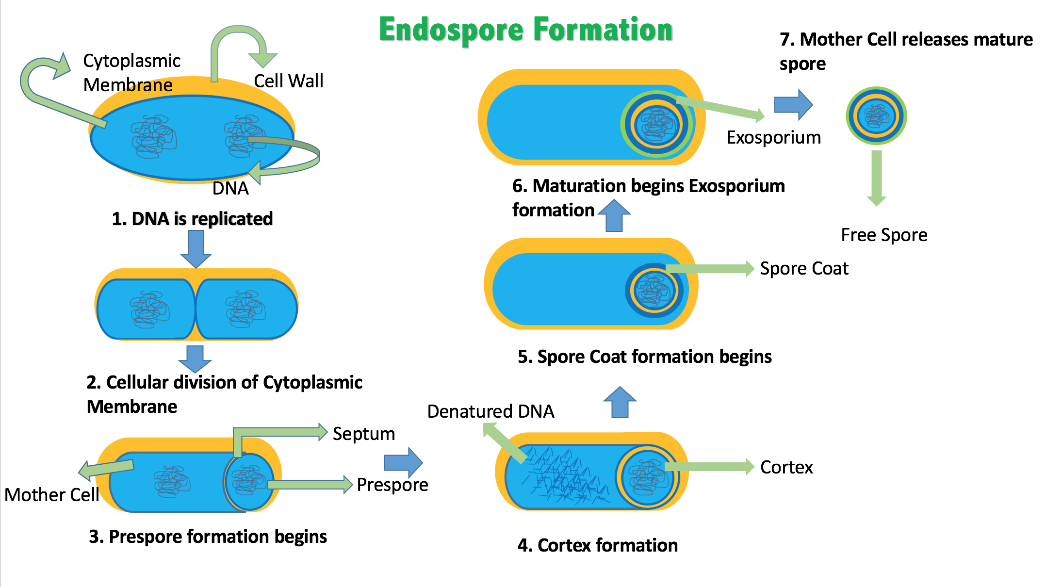 Bacterial sporulation creates a hardened microscopic armor around the cell, making endospores like C. diff highly resistant to alcohol-based sanitizers.