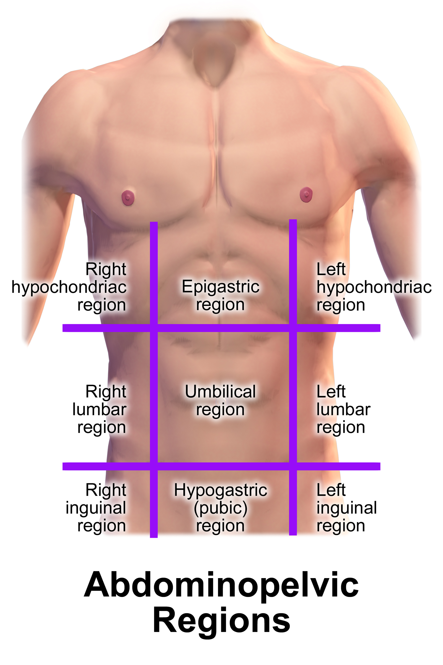 The nine anatomical regions of the abdominopelvic cavity, creating a precise grid for localizing internal structures.