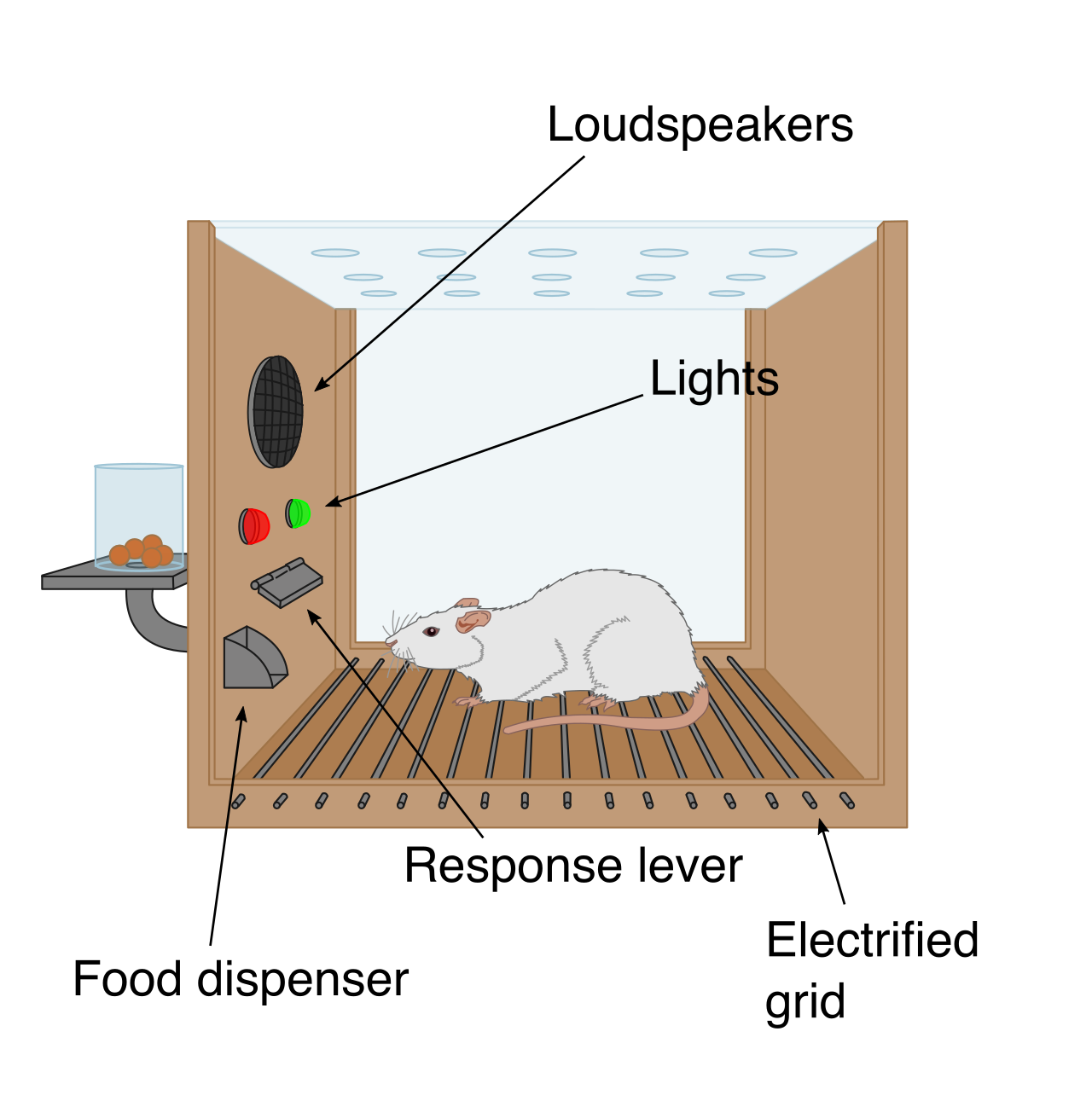 B.F. Skinner's operant conditioning chamber demonstrated how behaviors are shaped by their consequences, forming the foundation of Applied Behavior Analysis.