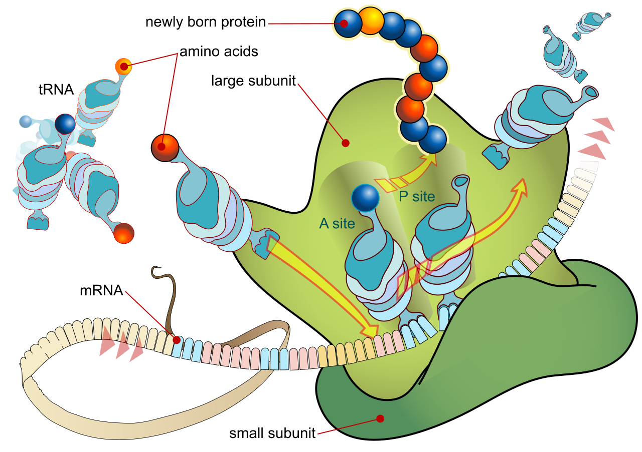Diagram showing a ribosome translating mRNA into a polypeptide chain. The assumption that this fundamental molecular mechanism operates consistently across time and species is a core requirement for establishing empirical biological facts.