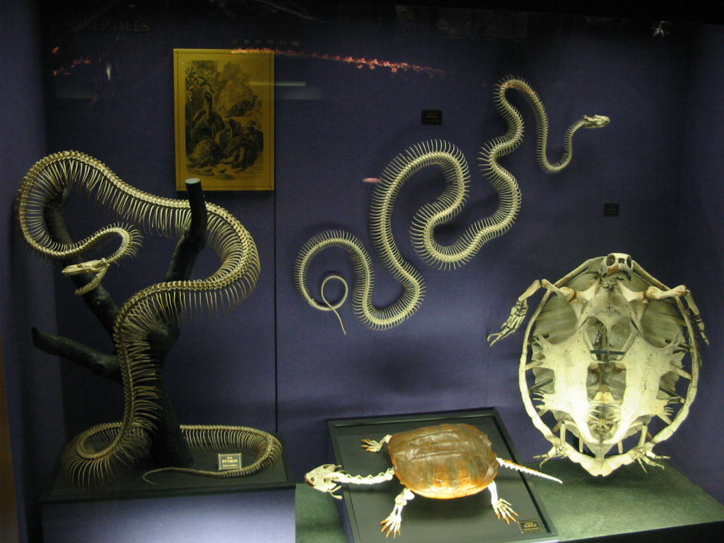 The literal denotation of a 'snake' is simply a limbless reptile characterized by an extended ribcage, stripped of any cultural fear or symbolism.