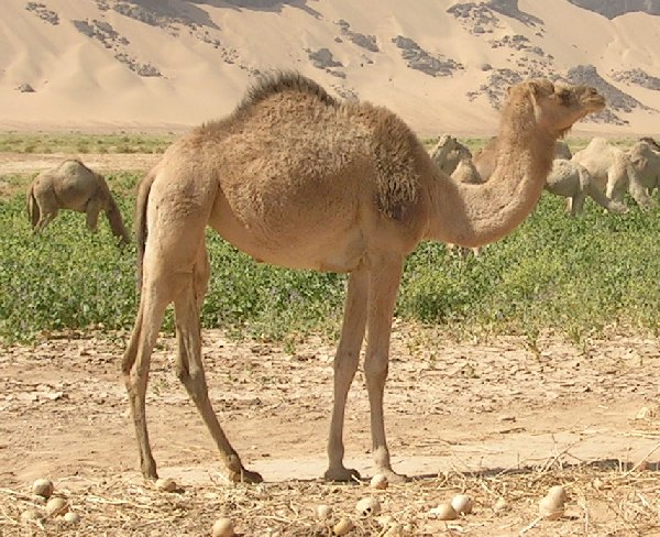 Dromedary camels serve as the primary animal reservoir for MERS-CoV, highlighting the environmental and agent-based corners of the epidemiological triangle.