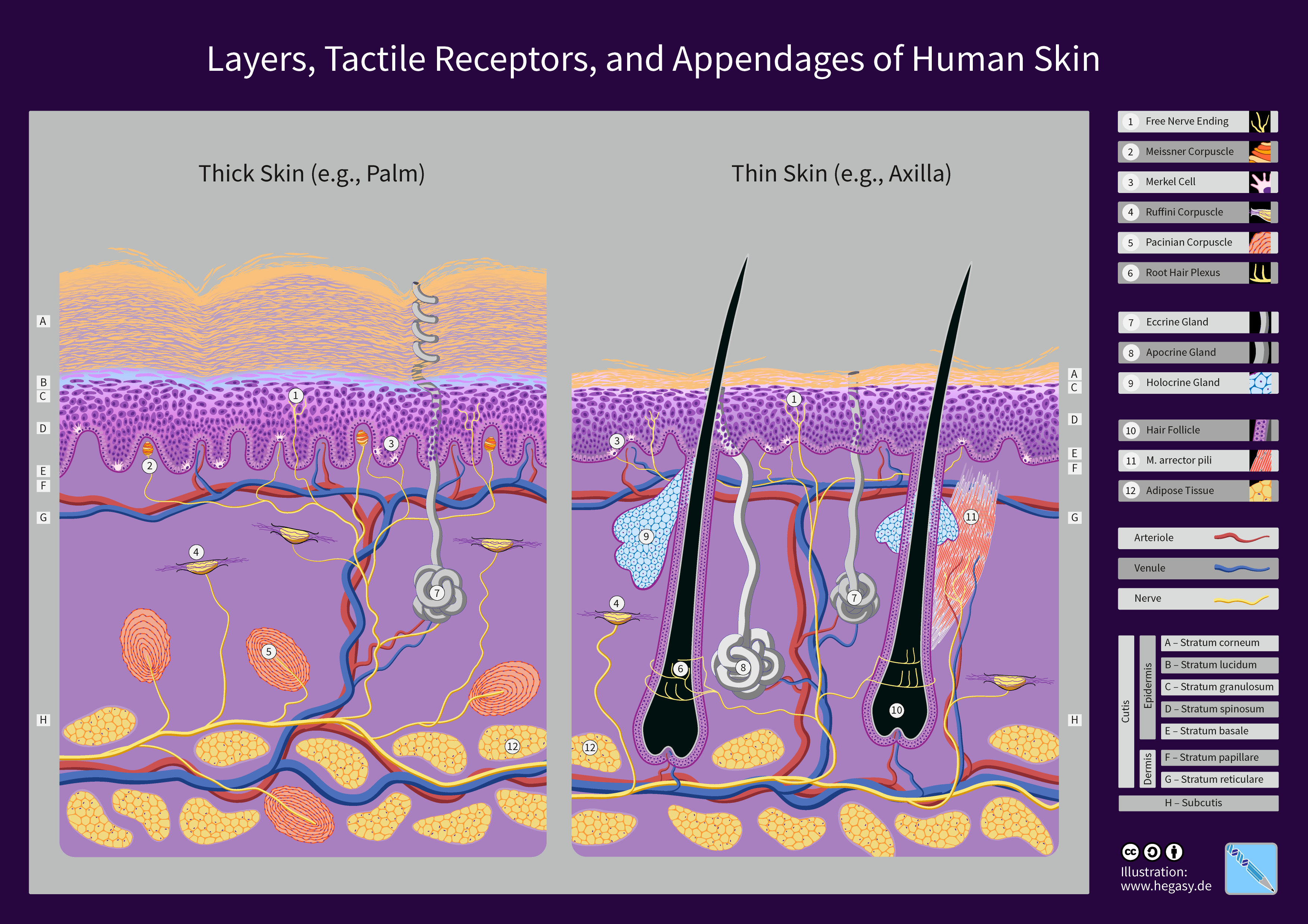 Cross-section of human skin detailing the epidermis, dermis, and hypodermis layers, along with associated glands and hair follicles.